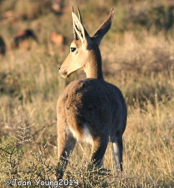South African Photographs: Grey Rhebuck