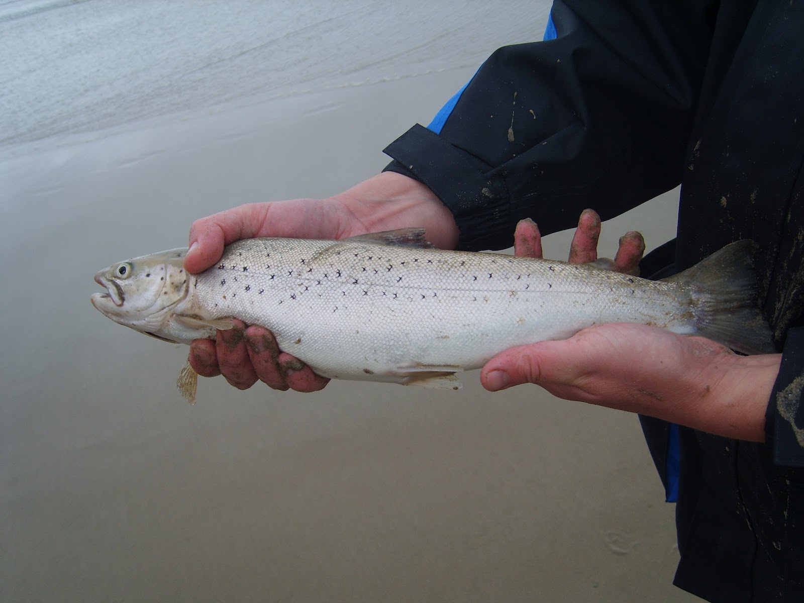 A Guide to Sea Fishing the West of Scotland and Cooking your Catch