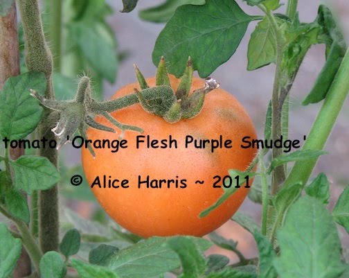 Purple Smudge