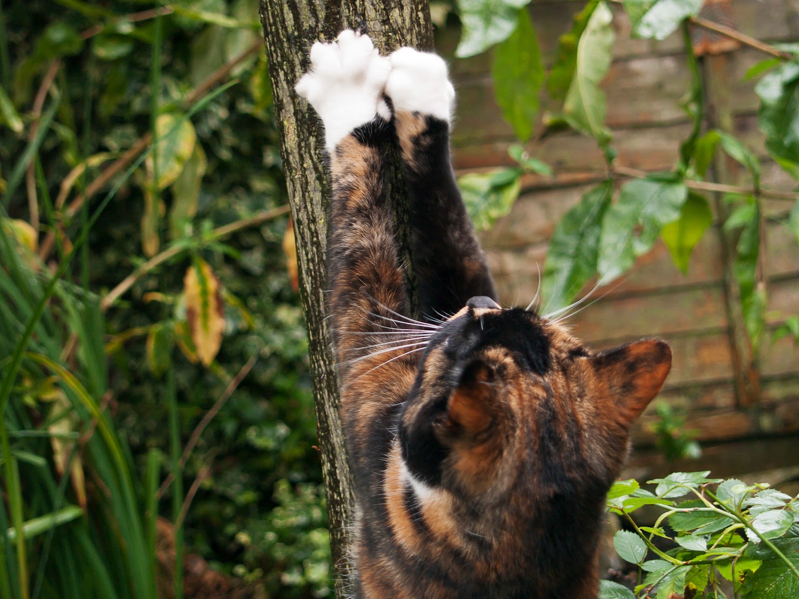 Garden65 Gratuitous Cat Picture