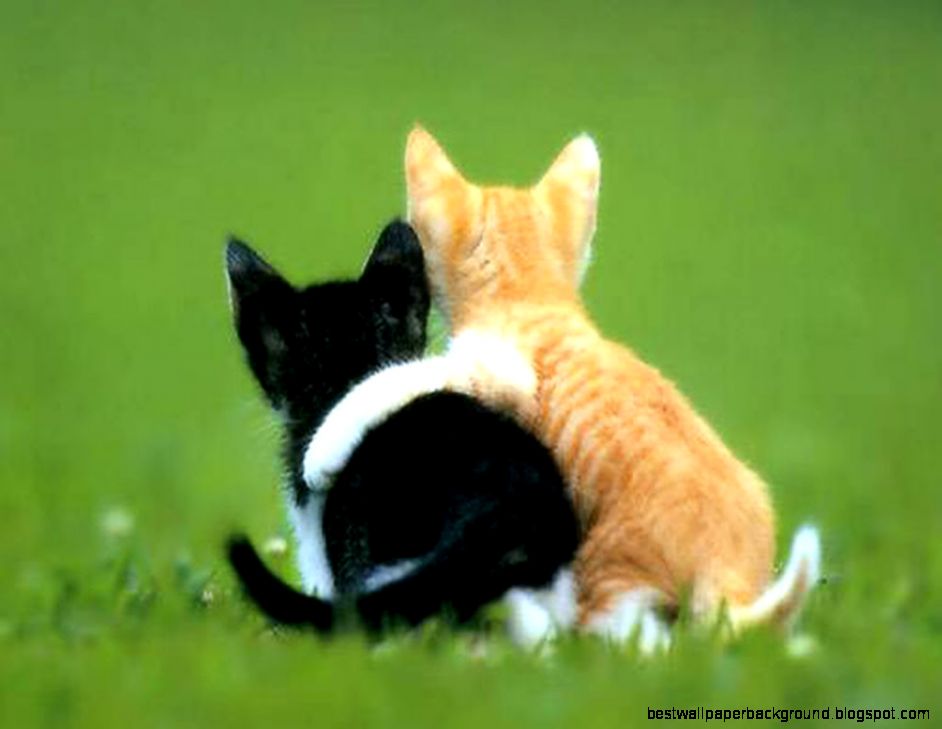 Ultimate CuteFunny Animals Thread Page 7 VeggieBoards Ultimate CuteFunny Animals Thread Page 7 VeggieBoards