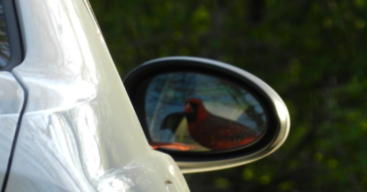 Birding Is Fun! Birds Attacking Cars