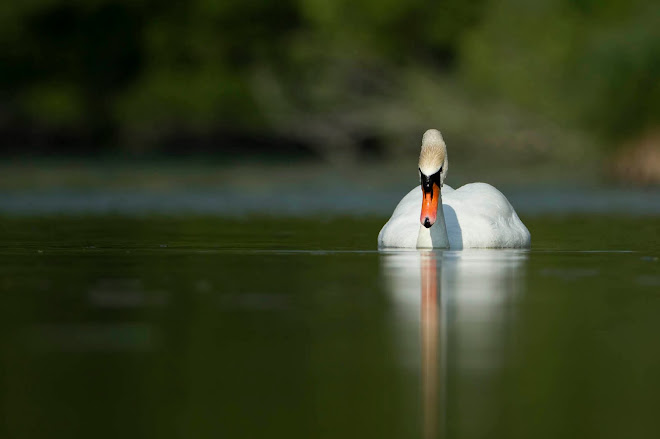 cygne tuberculé