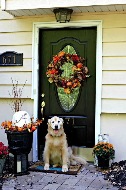 Golden retriever in front on black front door with Fall wreath, monogrammed pumpkin, mums and birch-www.goldenboysandme.com