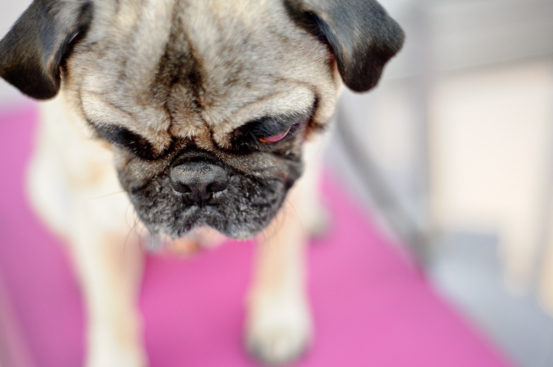 pug nose 44 the daily puglet october 2011 pug nose 44 the daily puglet october 2011
