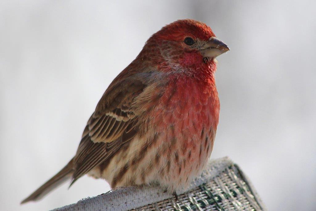Sarah Lynn's Nature's Splendor Woodpeckers, Finches, Juncos, and Cardinals
