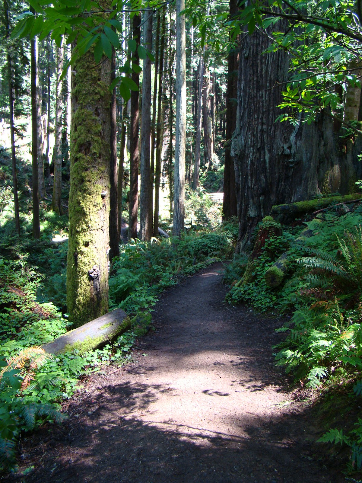 Leaves of Plants Redwood Sorrel