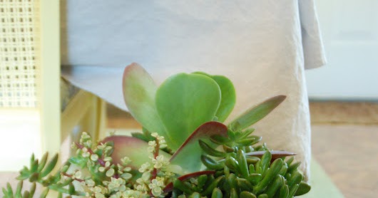Thrifty Finds and Redesigns: Indoor Succulent Garden