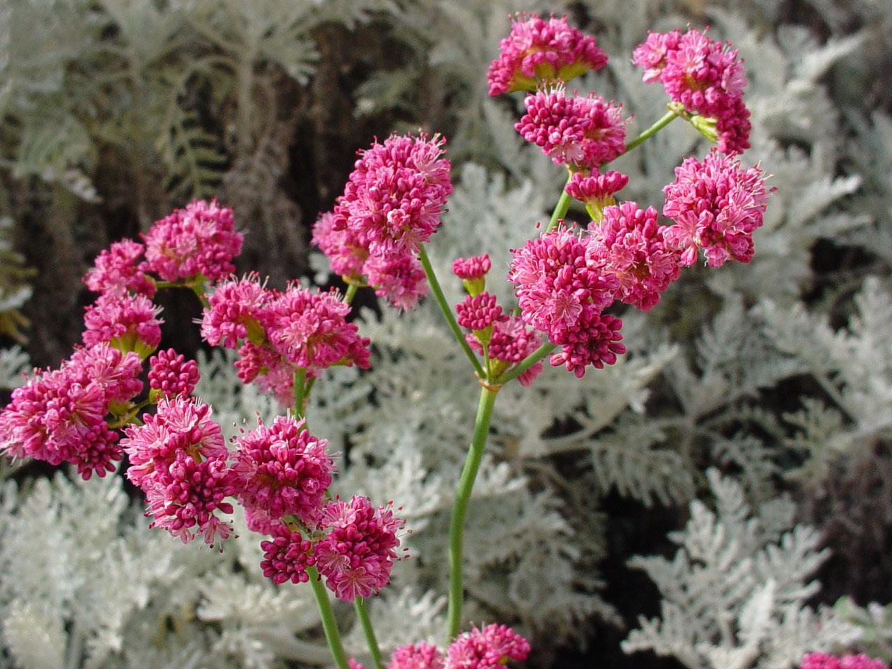 Mother Nature's Backyard A Waterwise Garden Plant of the Month