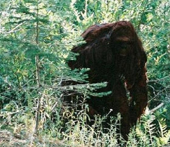 Bigfoot Evidence: Photos Of The Day: Photoshopfoot And Uncropped Image