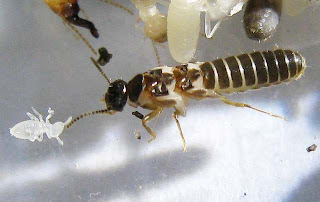 Dicuspiditermes nemorosus termite imago