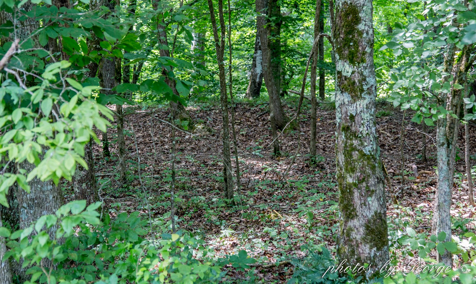 "What's Blooming Now" Old Stone Fort State Archaeological Park in