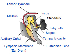 Human Ear Contains a Built-In "Ear Plug"
