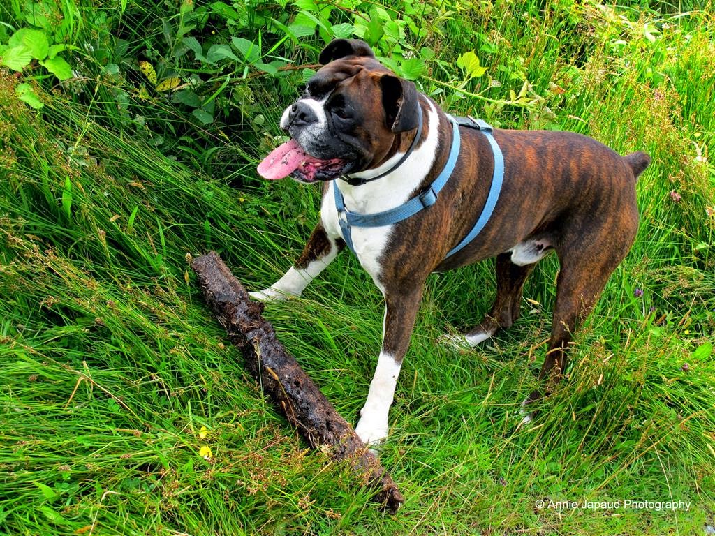 Vratsagirl Walking with my Boxers