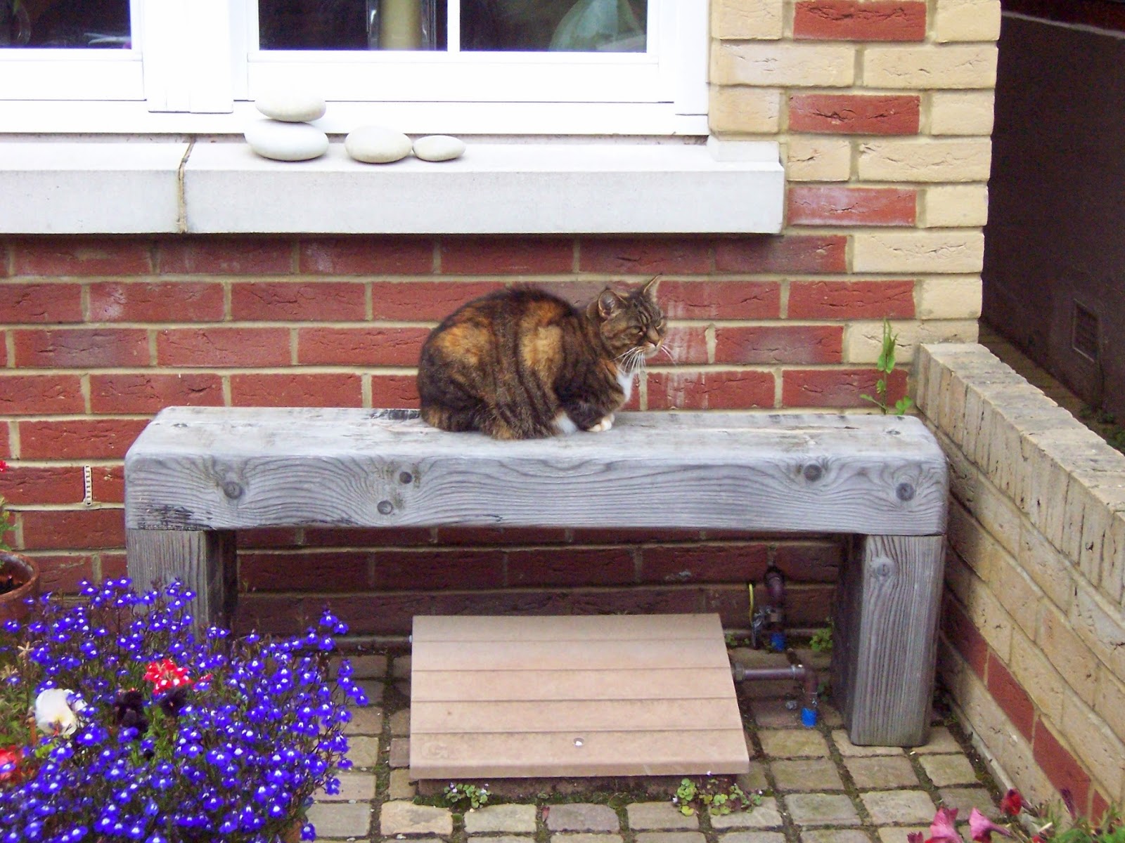 benchsite Cat Benches for World Cat Day