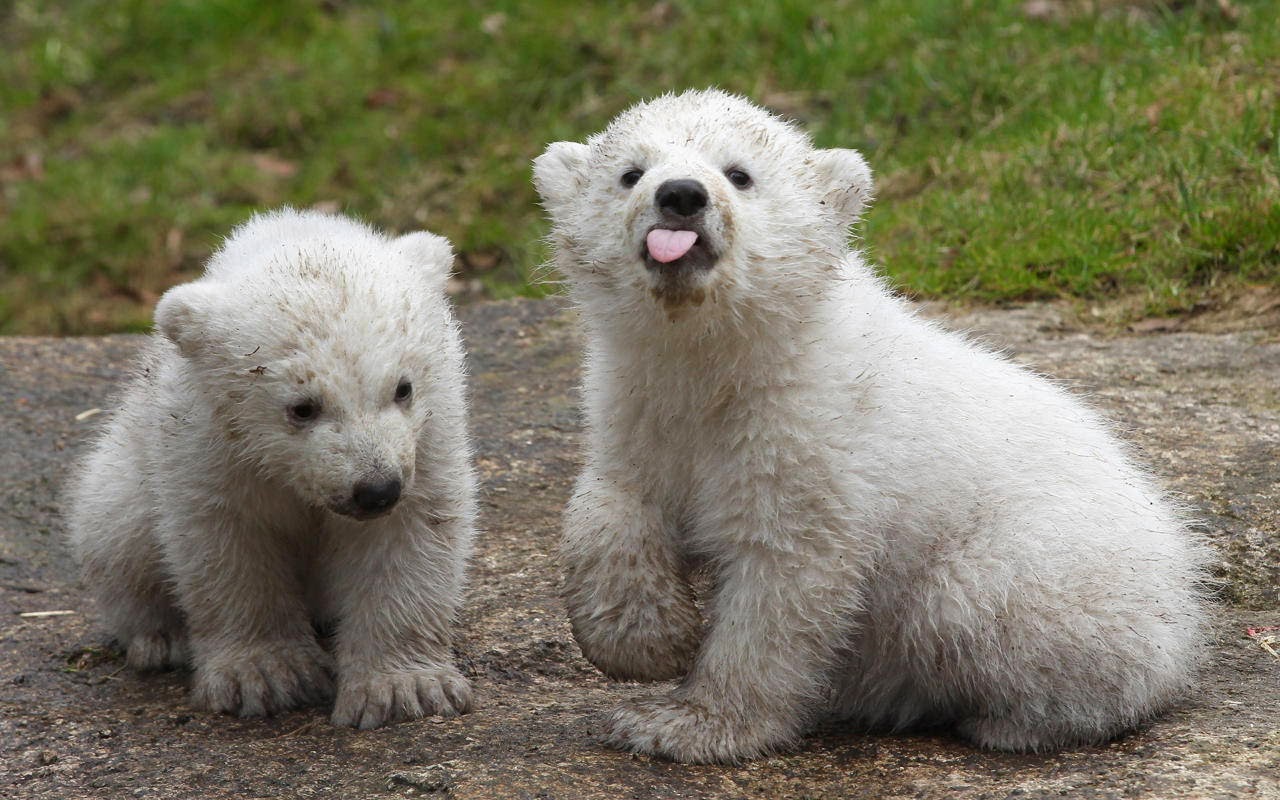 Funny animals of the week - 28 March 2014 (40 pics), two cute baby polar bear