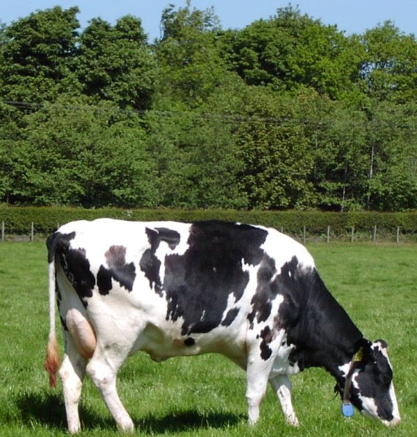 Dairy farming project report for 100 cows pdf files