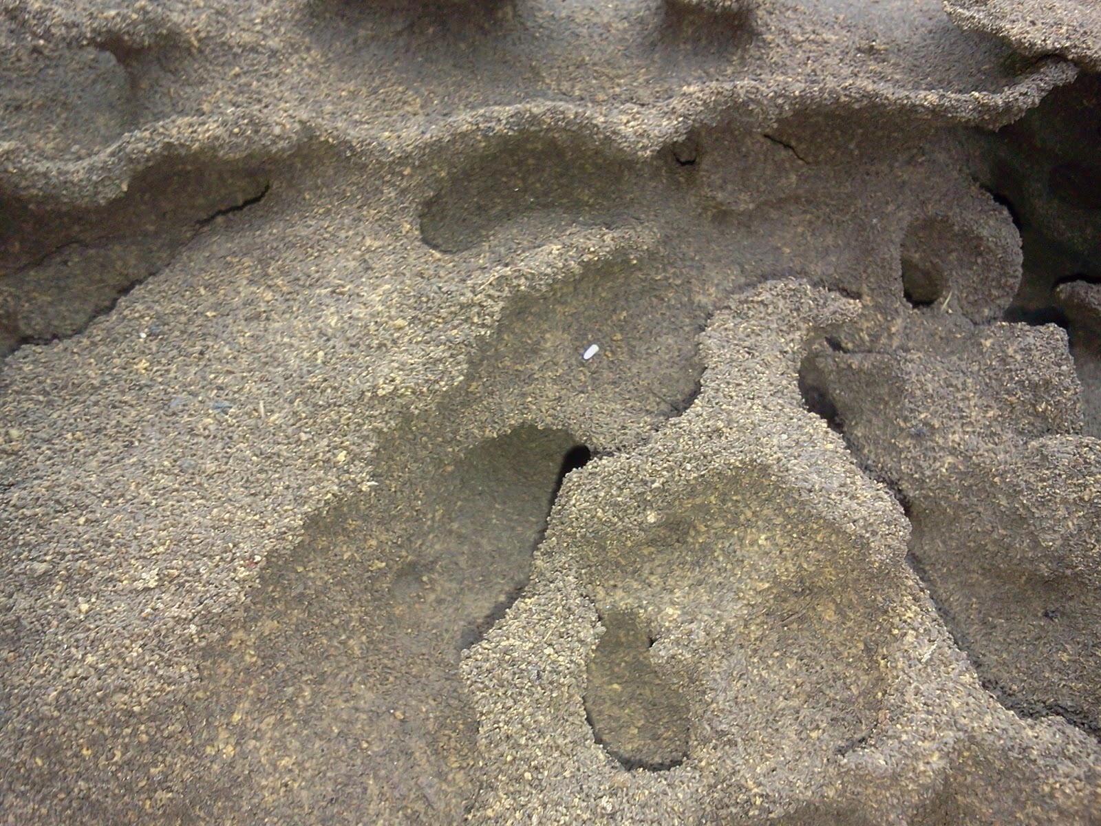 Blog Your Ideas Es Handelt Sich Um Einen Ameisennest Habe Ich Im