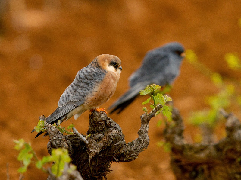Red-footed Falcon in pair