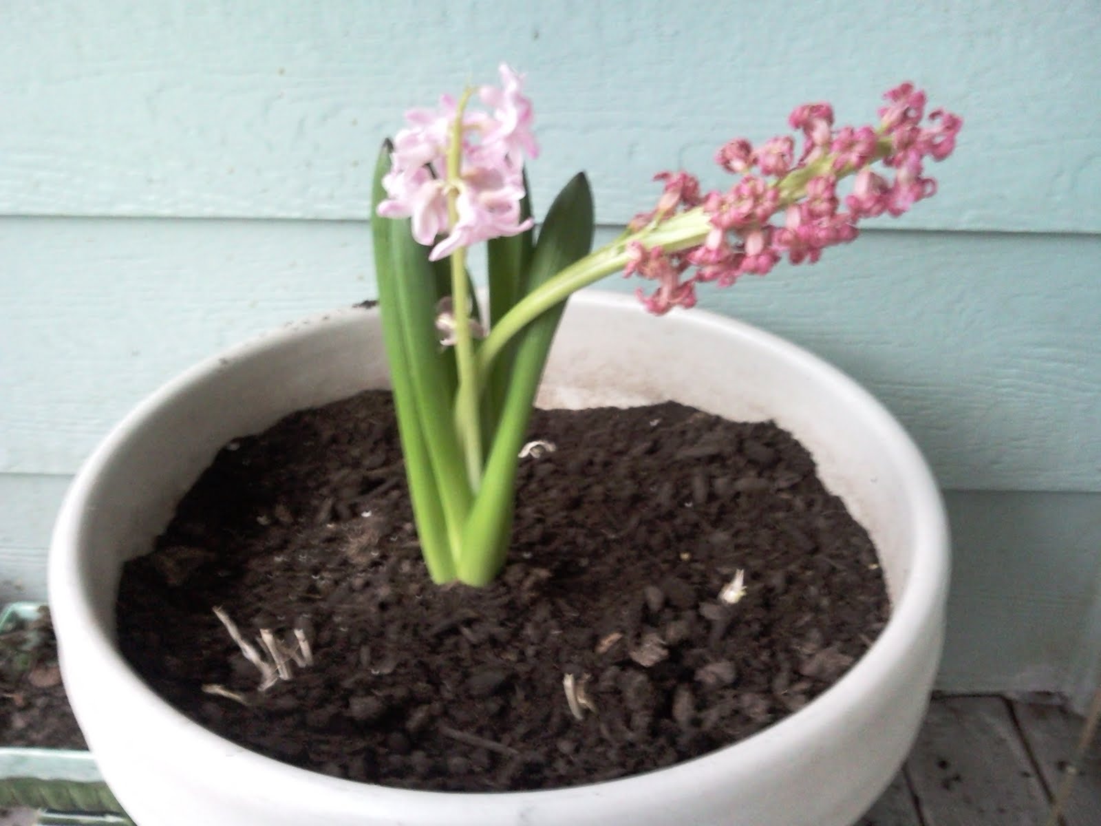 Digging It ! Tuberose in a container