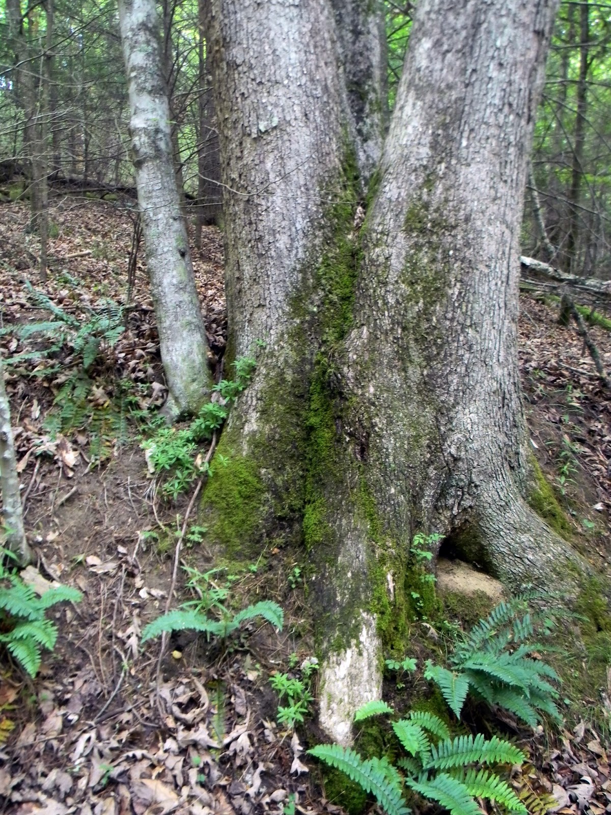 Interesting Trees of West Virginia