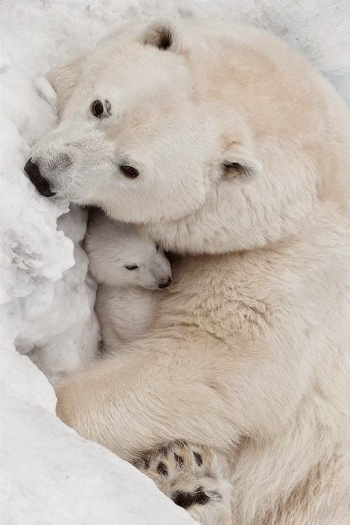 Polar bear love Dreamy Nature