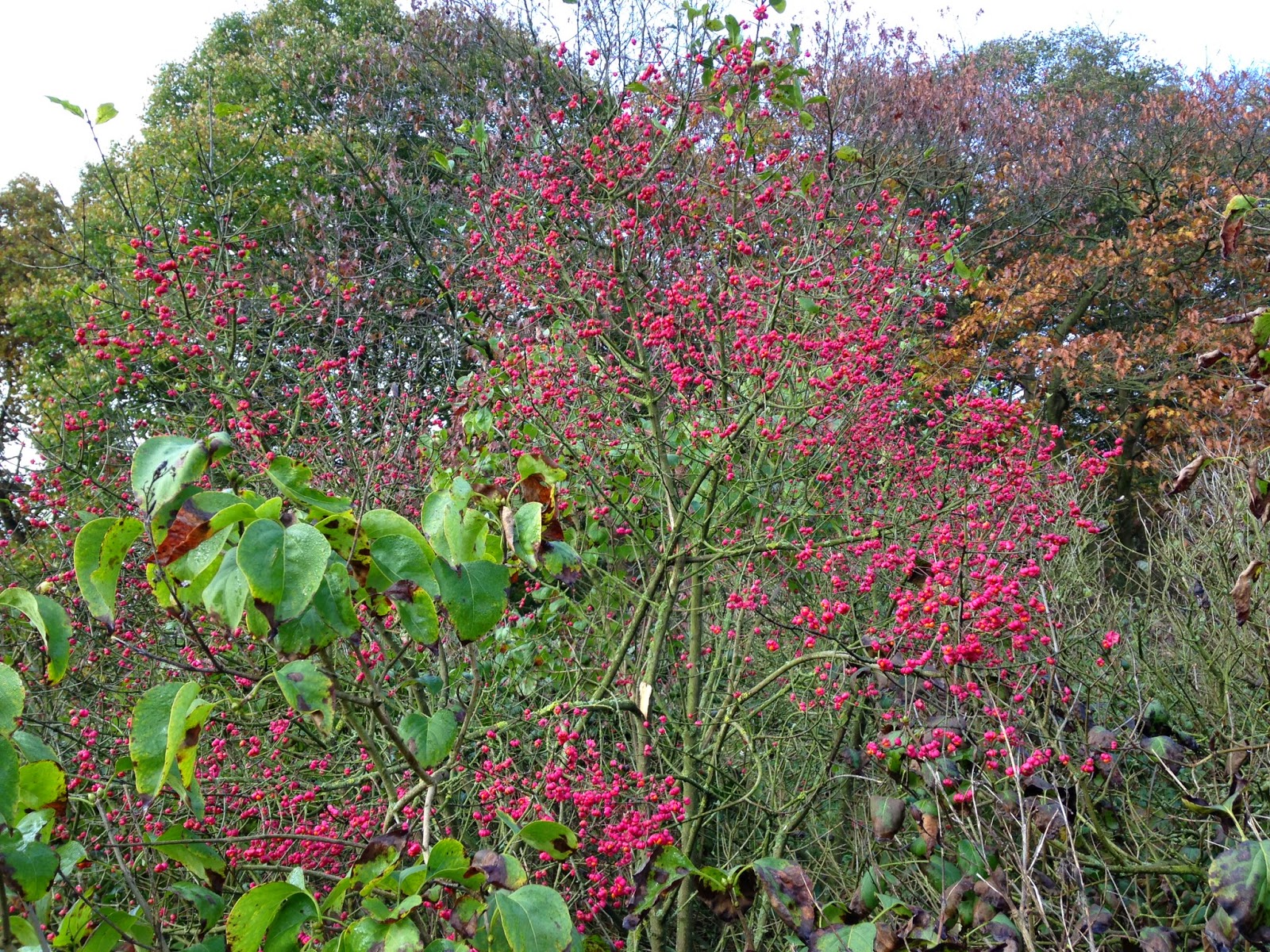 Henriette wandelt: oktober 2014