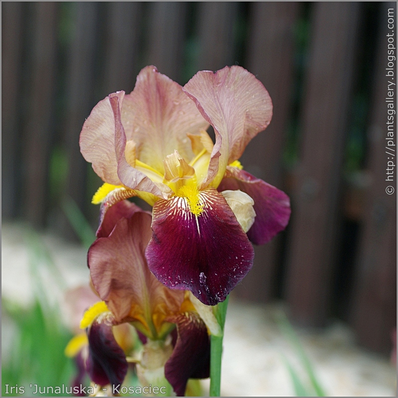 Iris  'Junaluska' - Kosaciec  'Junaluska' kwiat