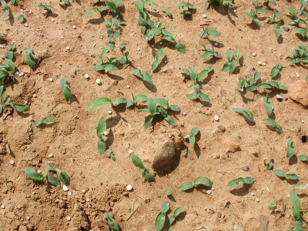Purdue Turf Tips Crabgrass is Now Germinating at Most Indiana Locations