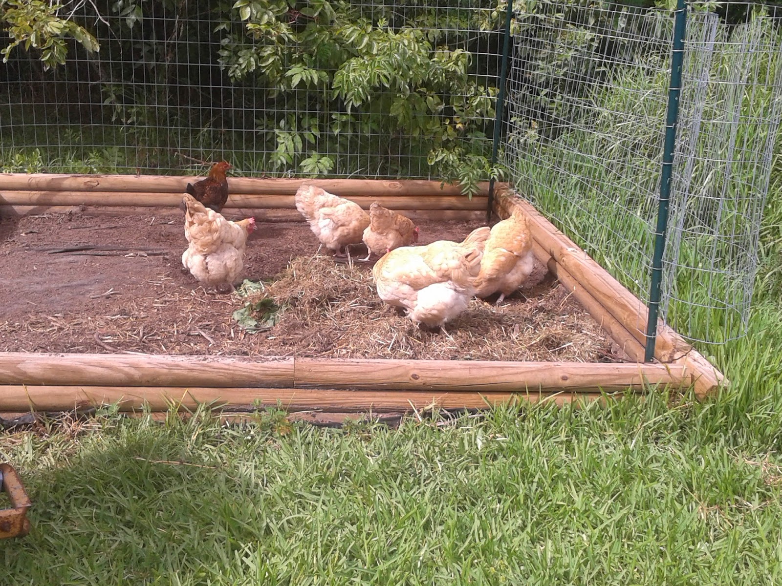 Growing Food in Florida Composting with chickens