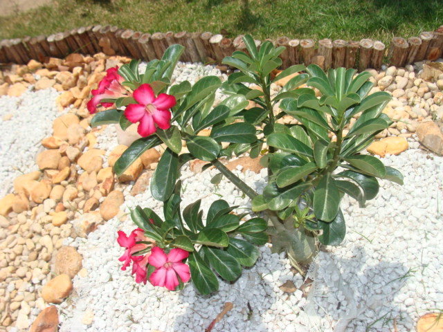 pedras decorativas para jardim fortaleza: fica a sol pleno e pegando chuva e não corre o risco de apodrecer pedras decorativas para jardim fortaleza: fica a sol pleno e pegando chuva e não corre o risco de apodrecer