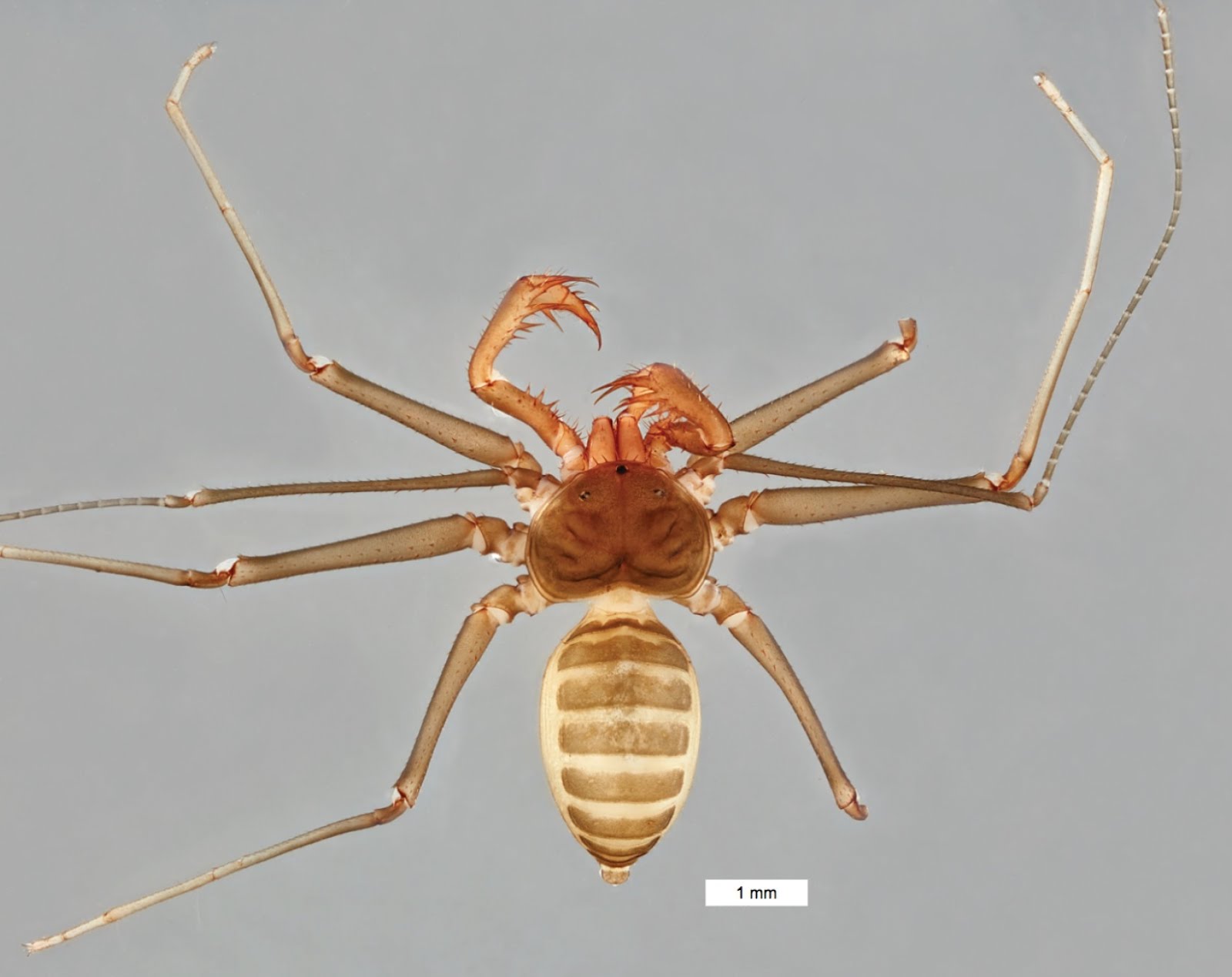 Species New to Science [Arachnida • 2018] Charinus kakum • A New