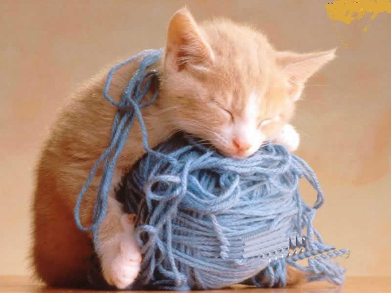 kedi resimleri, en guzel kedi resimleri kedi,yumak,oyunu