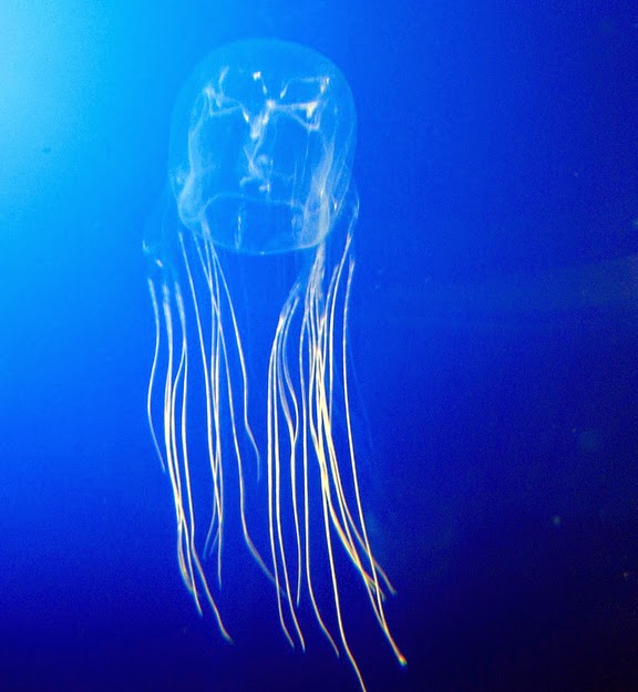 The World's Most Venomous Animal Is Thailand's Box Jellyfish