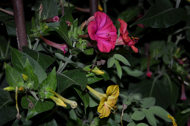 DSC_0813.JPG