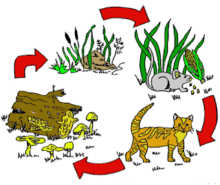 Atha Anak Cerdas Rantai Makanan Jarring Jaring Makanan Dan Piramida Makanan