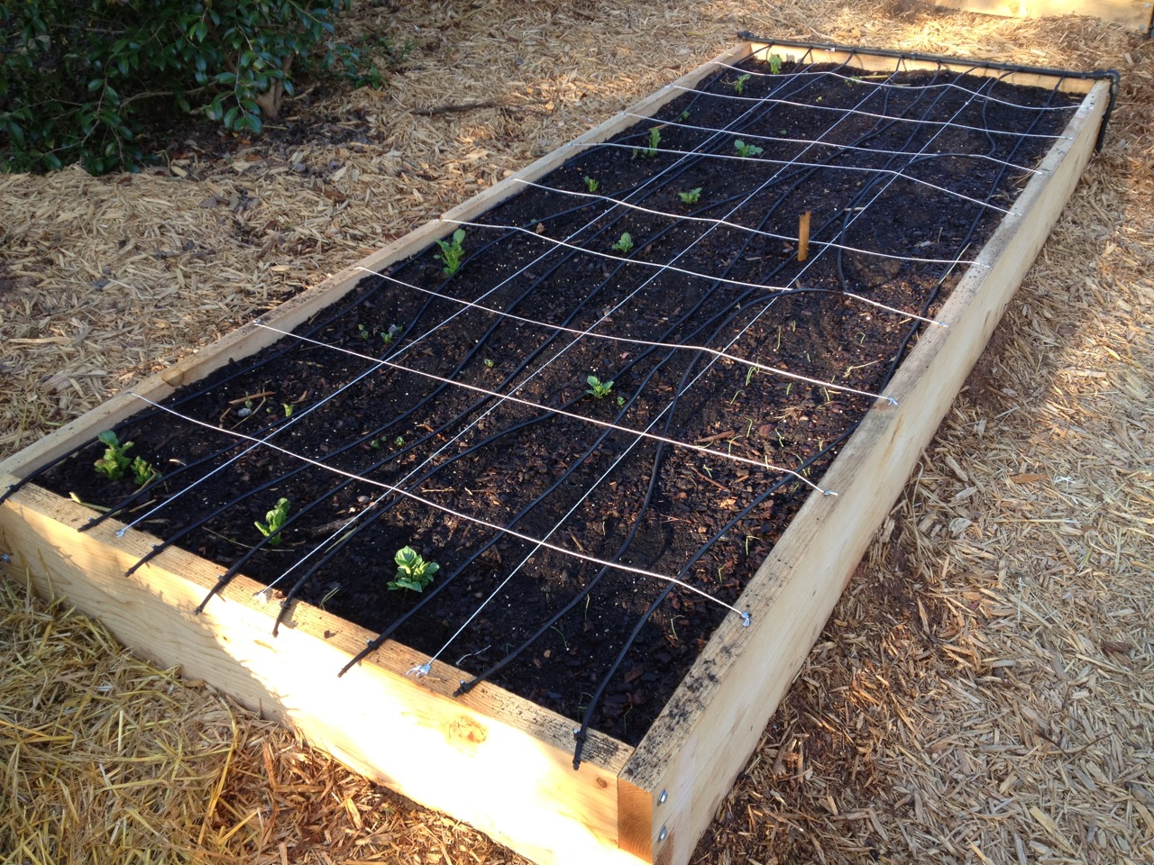 Applying Learnings to a New Vegetable Garden