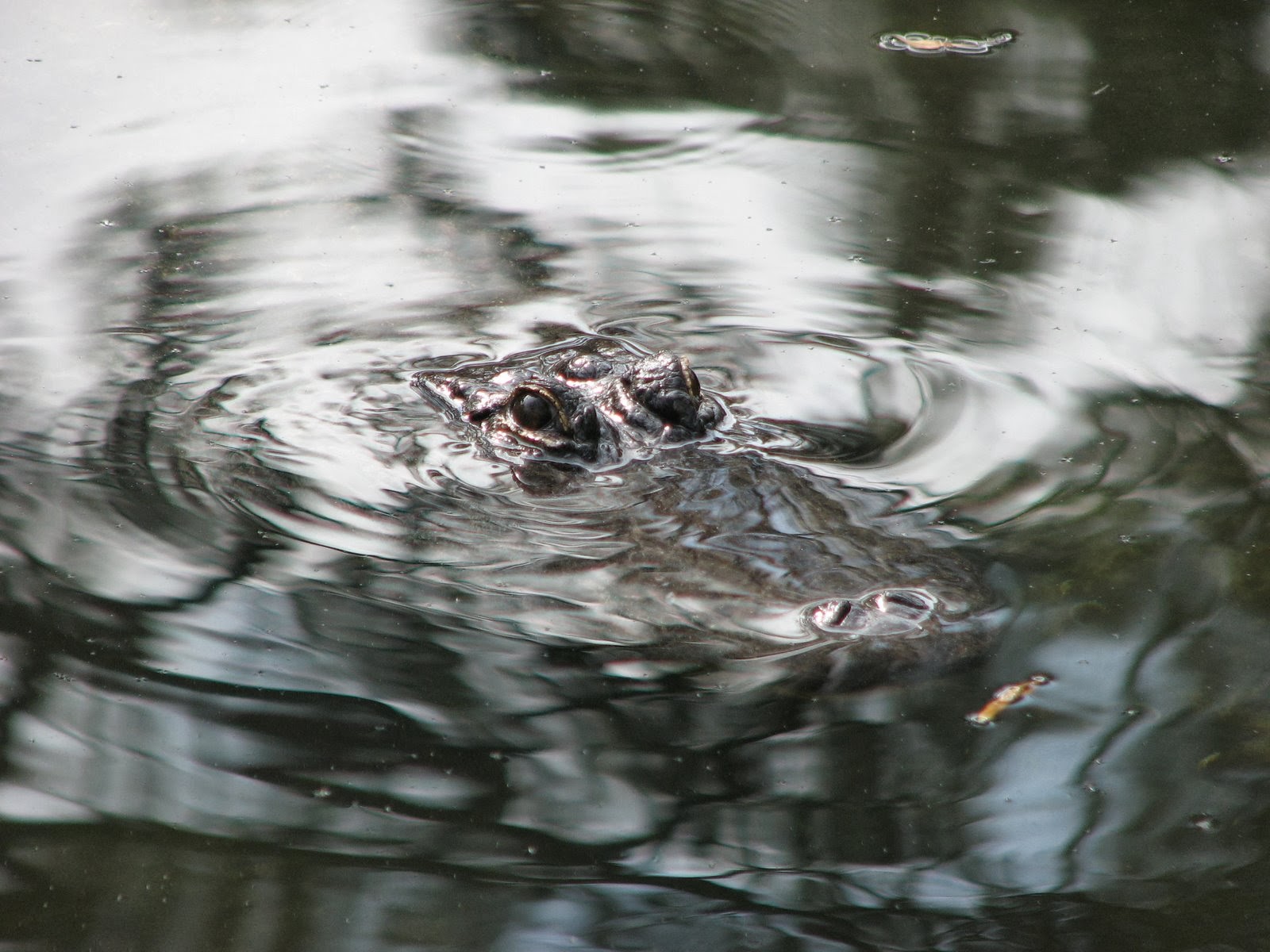  - Chasing The Silver River: River Patrol -