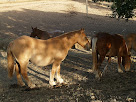 Cavalls a la finca Perenoguera Cavalls a la finca Perenoguera