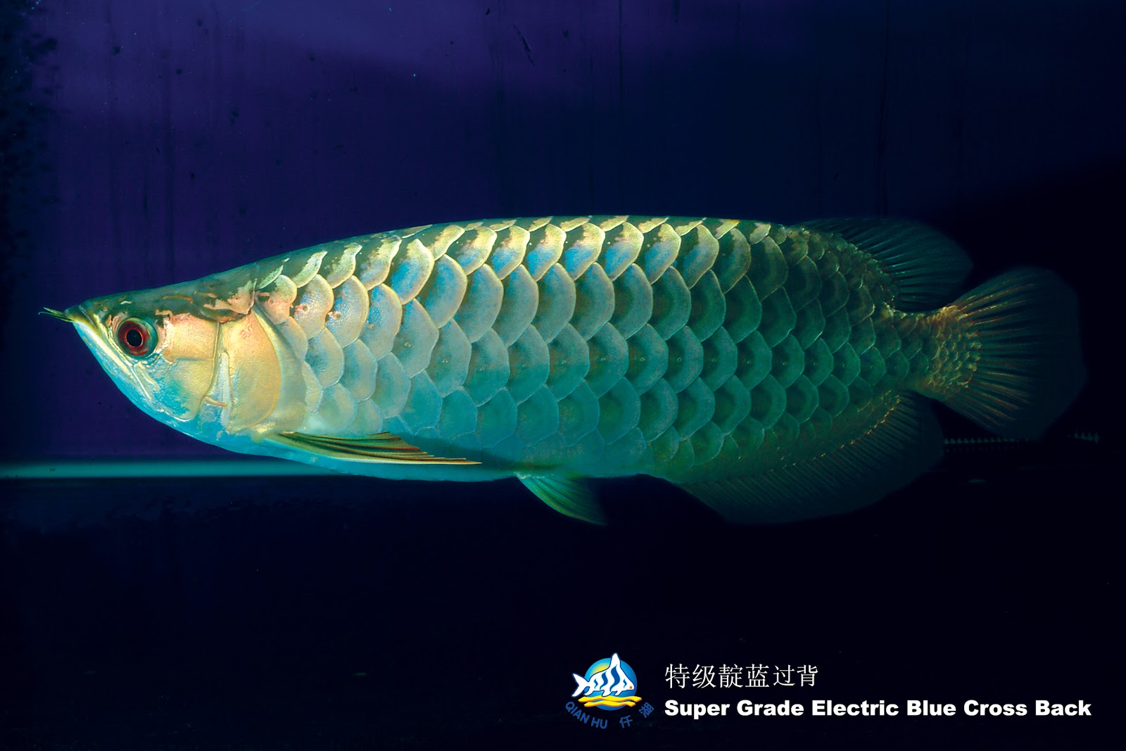 Arowana Golden