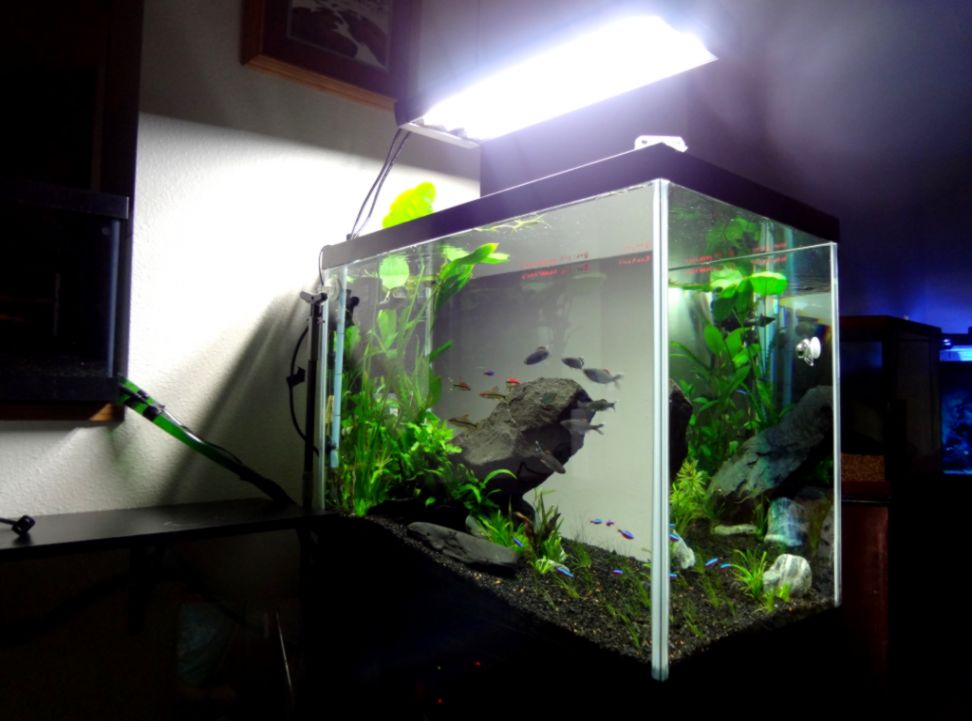 exotic freshwater aquarium fish Interior Home Designs exotic freshwater aquarium fish Interior Home Designs