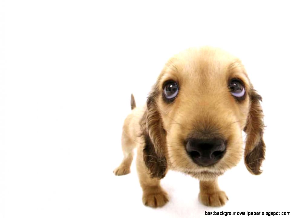 Funny dogs wallpapers cute cats backgrounds Funny dogs wallpapers cute cats backgrounds