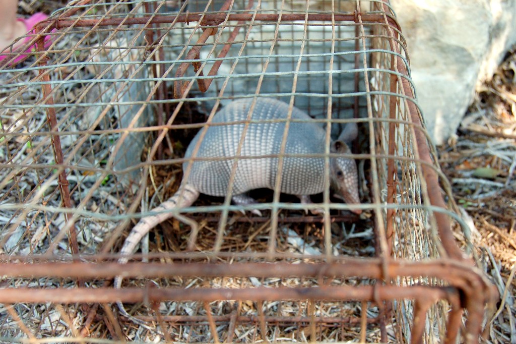 armadillo invasion trap