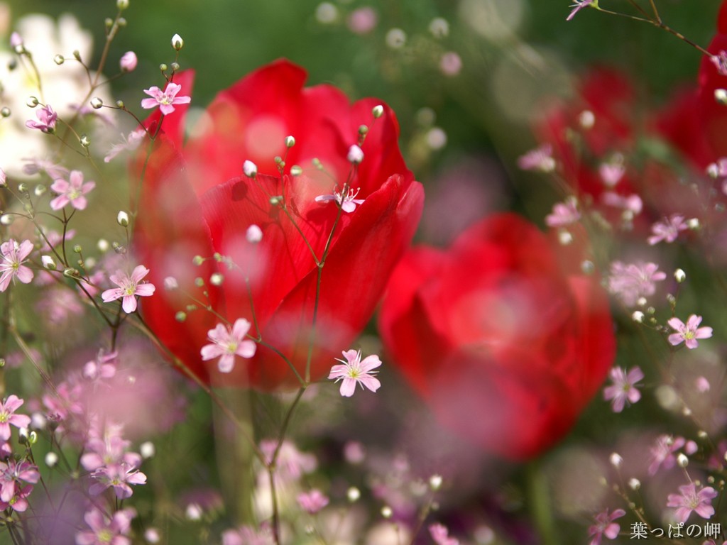 http://3.bp.blogspot.com/-1Fn8Q3PgqgQ/TwoEFEx2JII/AAAAAAAAATo/Iuh0C-Gb6nk/s1600/red-rose-wallpaper.jpg