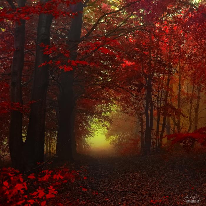 Осенние пейзажи. Janek Sedlar (фотограф)