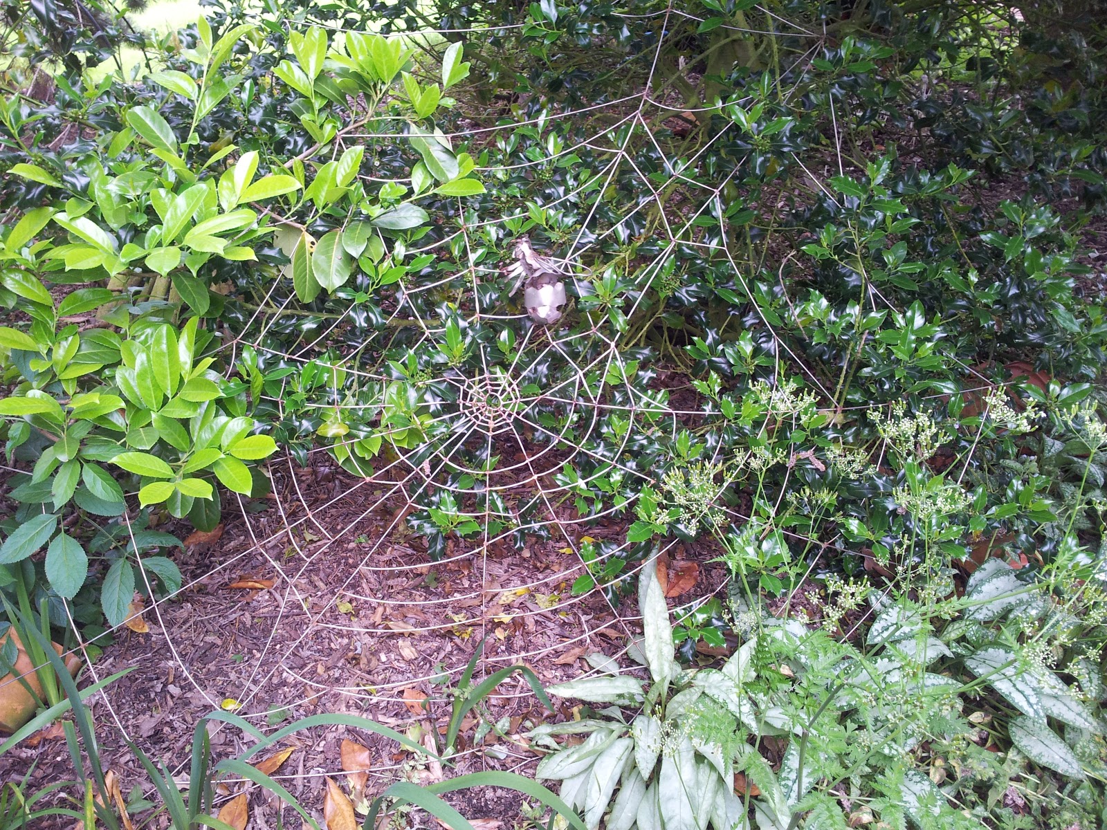 Spooky Garden