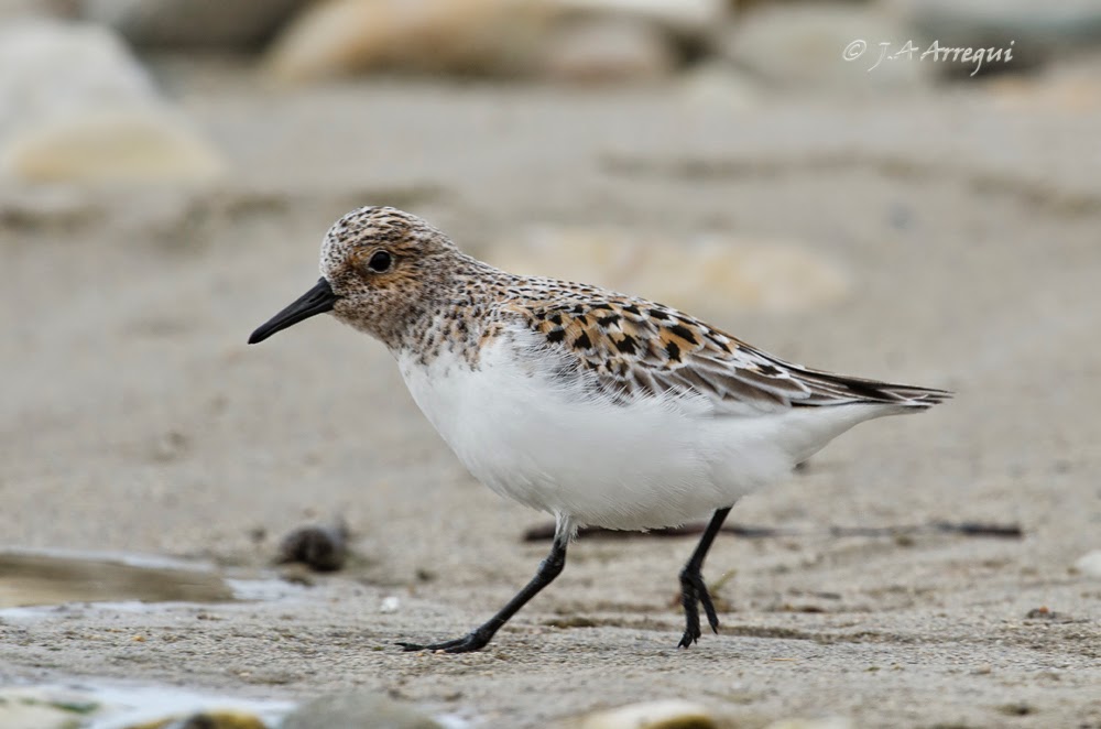 Correlimos tridactilo, Calidris alba, Sanderling Correlimos tridactilo, Calidris alba, Sanderling