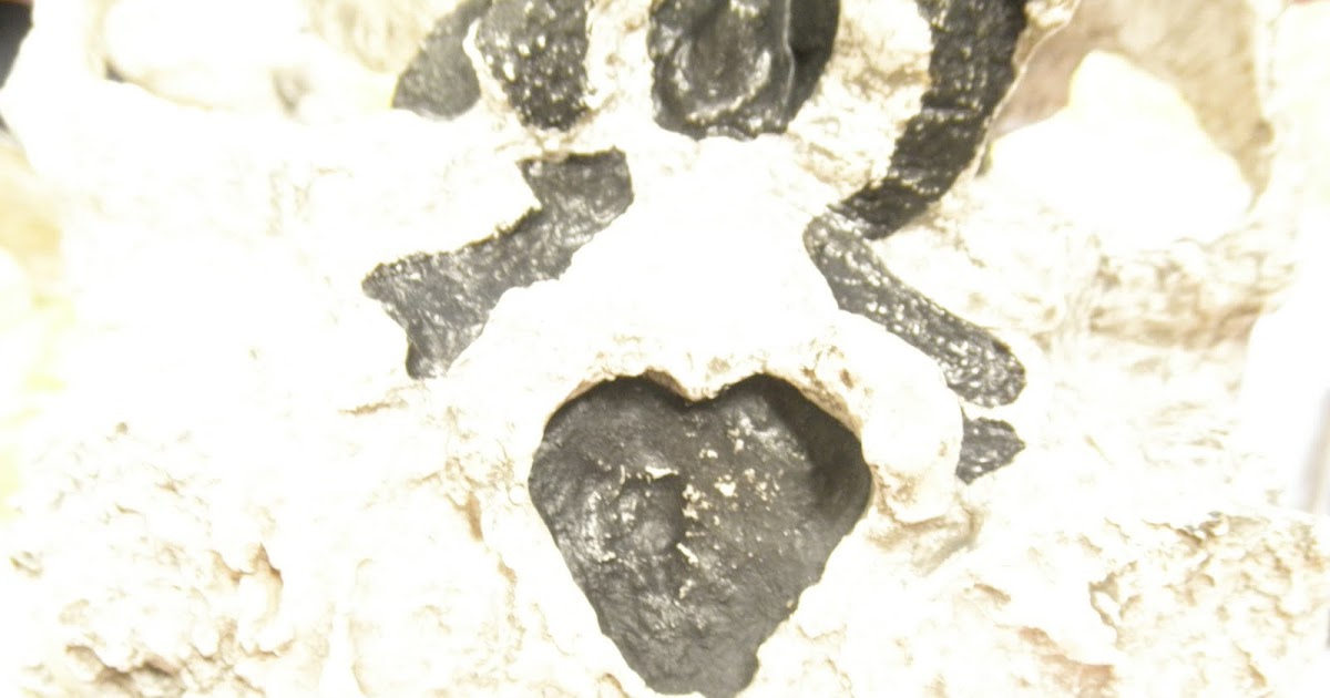 Human Fossils and Evolution: Robust australopithecines
