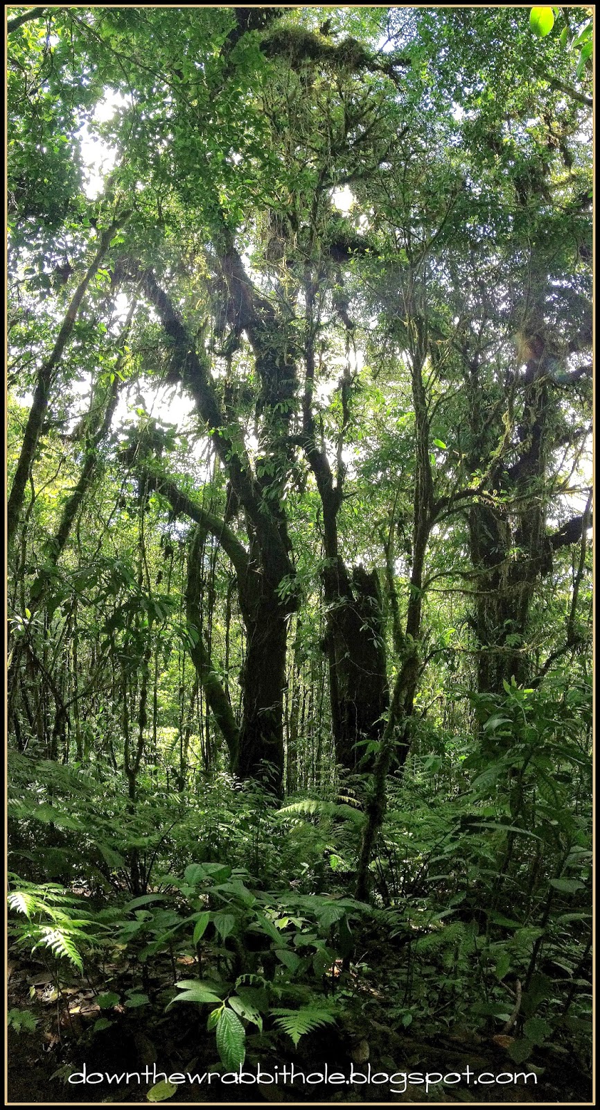 Exploring the Monteverde Cloud Forest & Selvatura Adventure Park