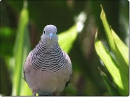 Burung Perkutut Burung Perkutut